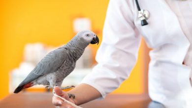 معایب و مزیت های ارتودنسی آیا پرندگان خانگی برای سلامت ریه انسان خطرناک اند؟